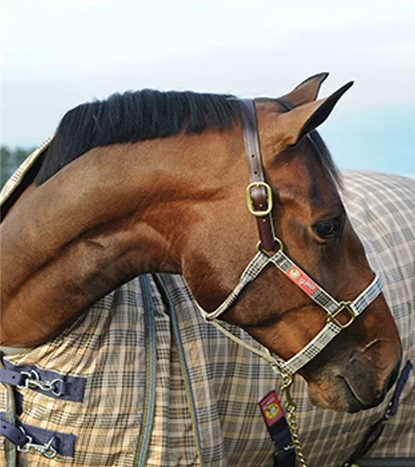 5 /A Baker Breakaway Halter