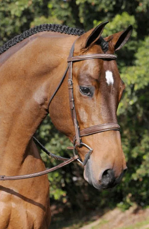 Arc De Triomphe Tribute Bridle with Raised Fancy Reins Regular Crown