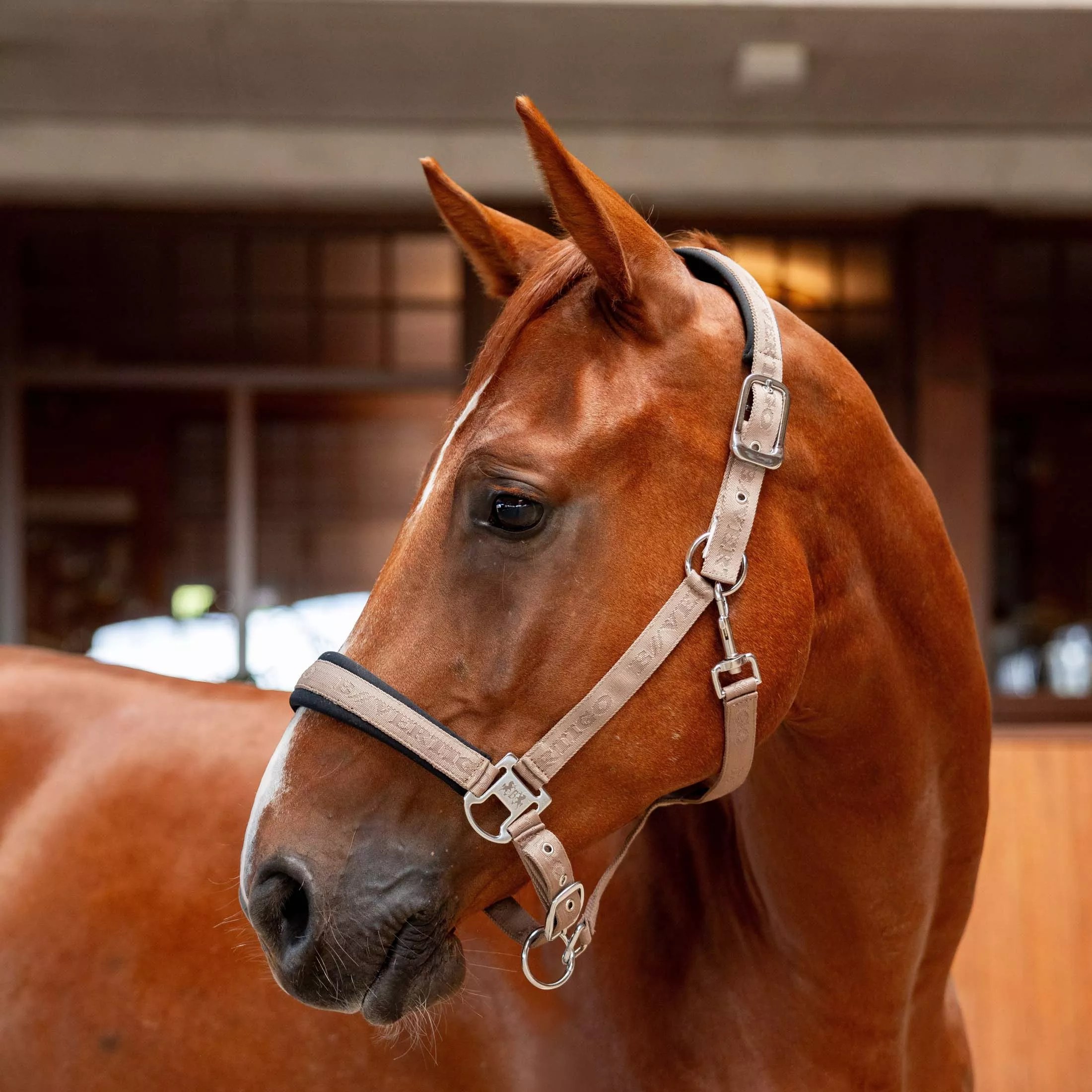 B Vertigo High Altitude Embossed Halter - Mud Brown