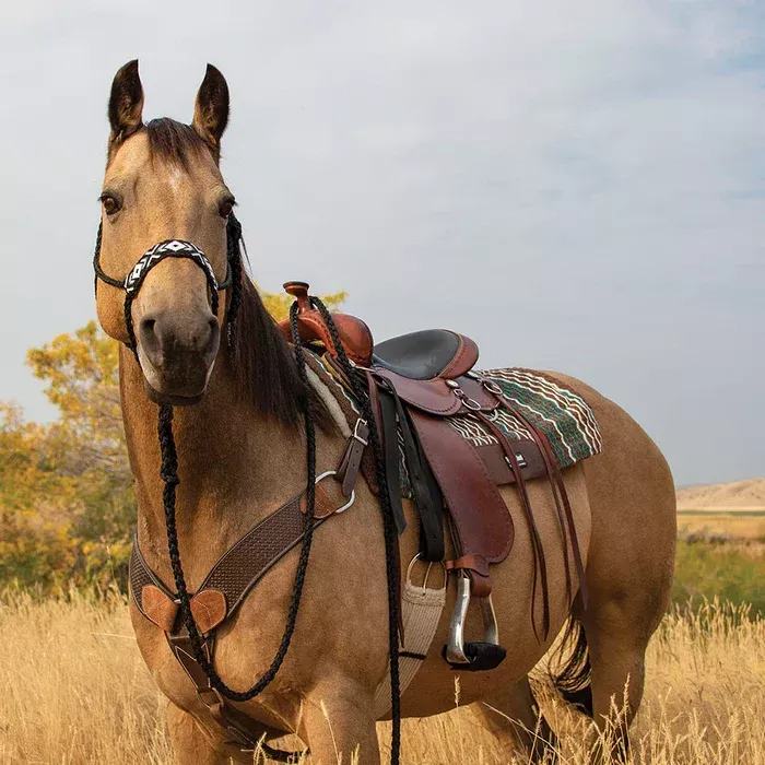 BEADED FLAT BRAID HALTER AND LEADROPE