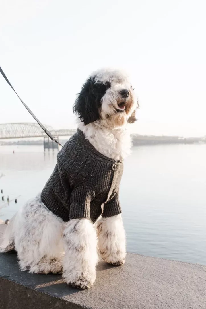 BESPOKE PAWS - Brooklyn Cashmere Cardigan, Charcoal