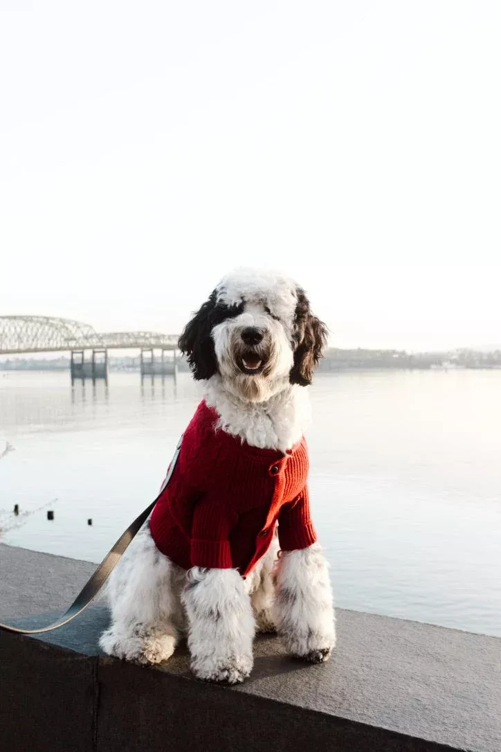 BESPOKE PAWS - Brooklyn Cashmere Cardigan, Garnet
