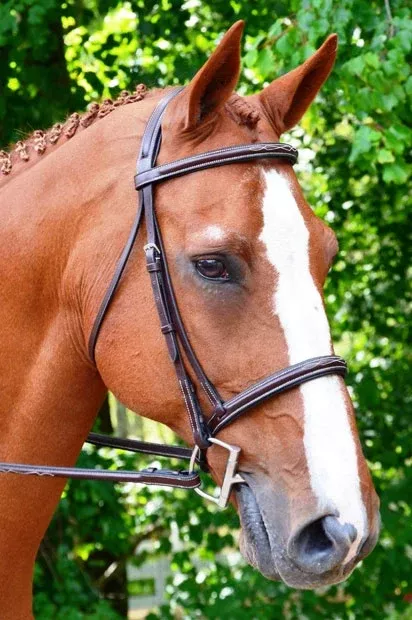 Black Oak Aster Bridle