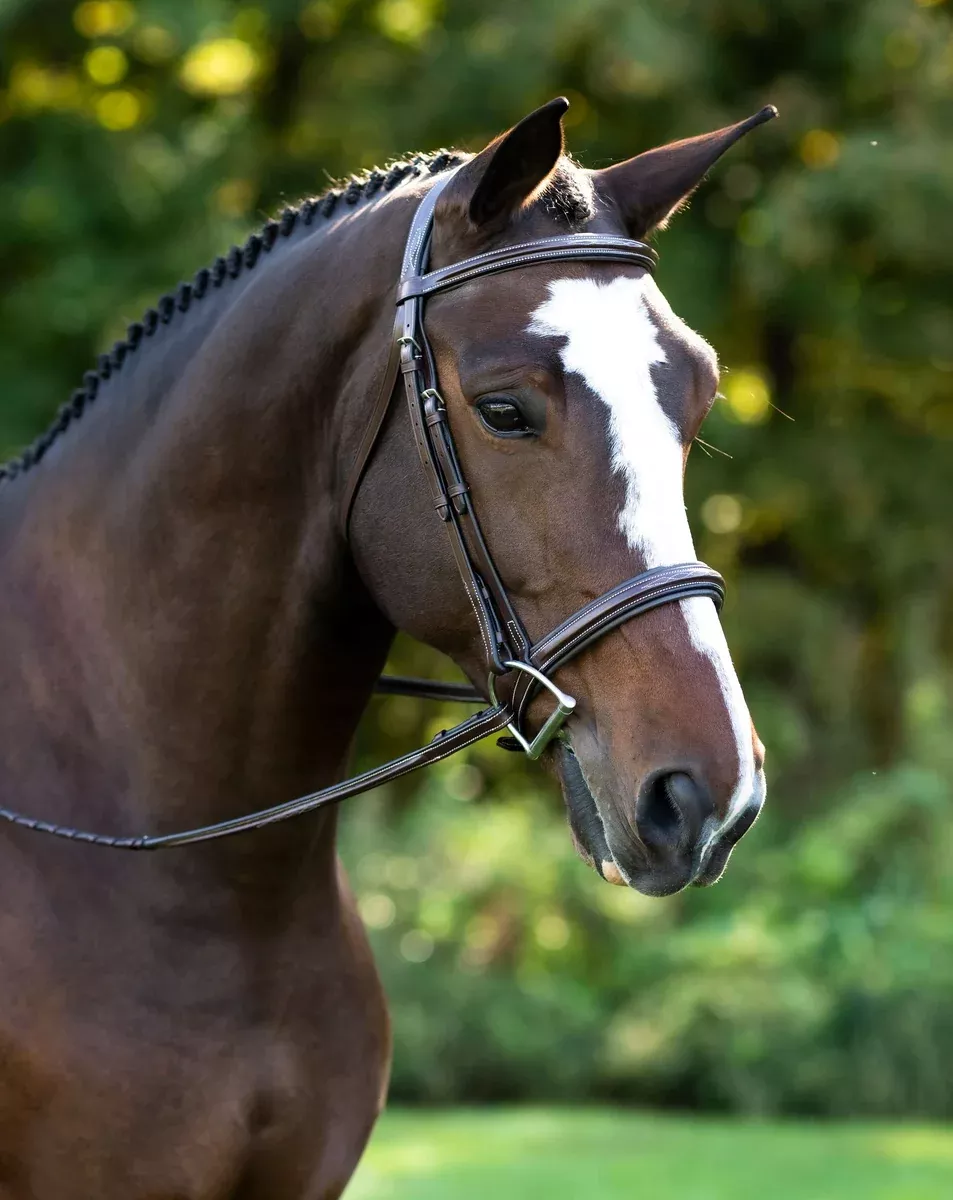 Black Oak Laurel Hunter Bridle