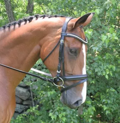 Black Oak Magnolia Bridle