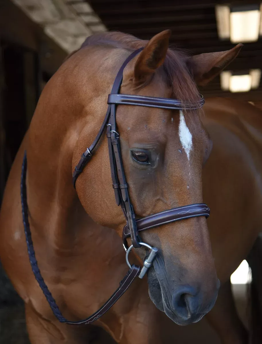 Black Oak Poppy Bridle