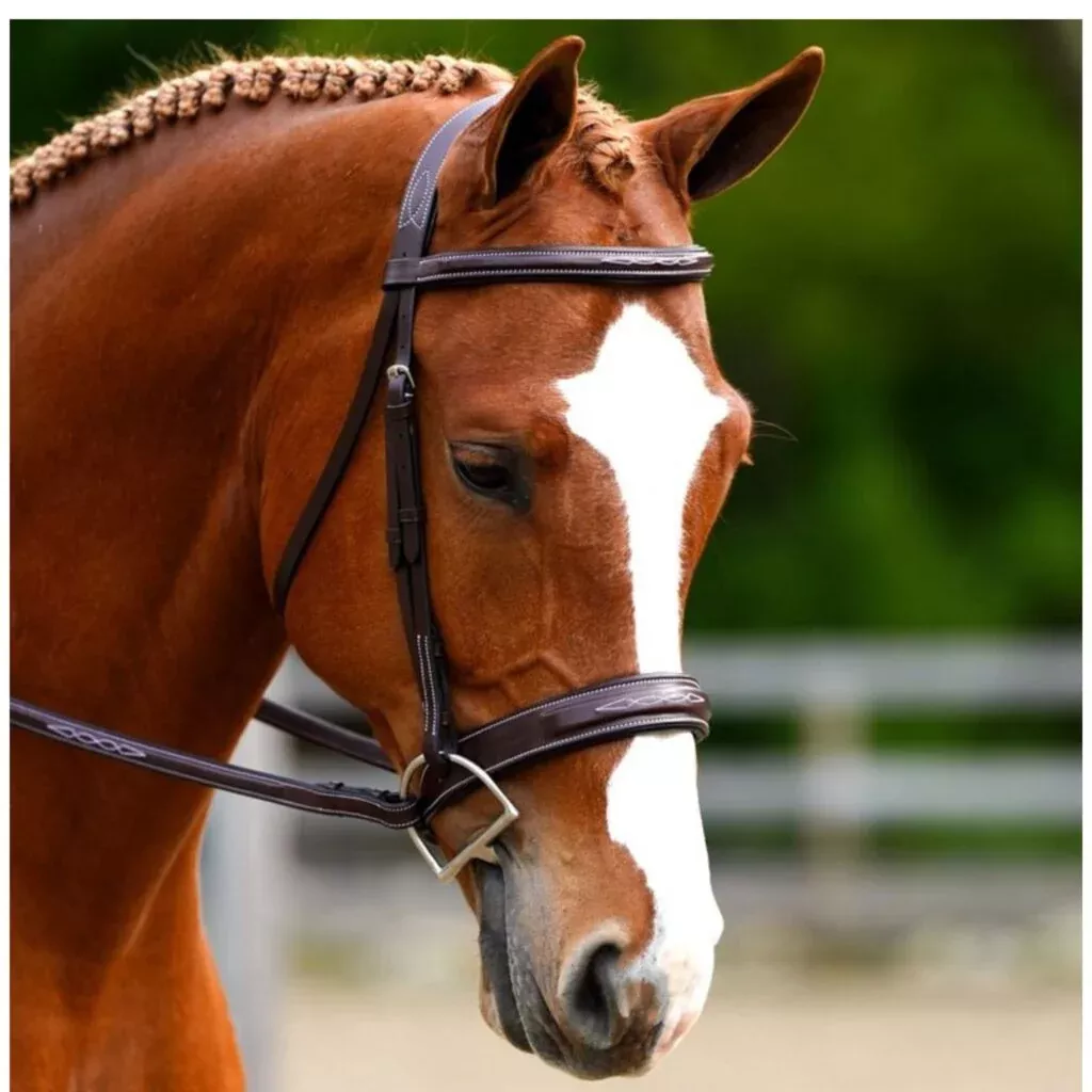 Black Oak 'Tupelo' Bridle
