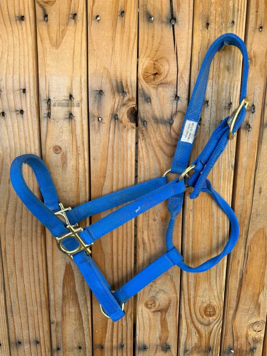 Blue Mustang Nylon Halter - Large Horse HL1163