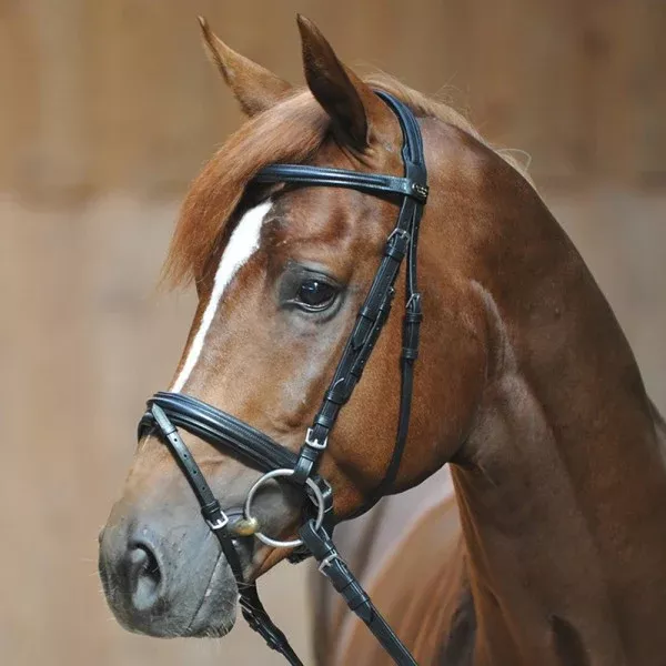 Bridle Ravenna
