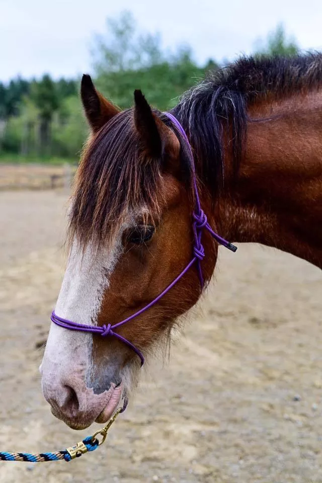 Burwash Classic Rope Halter