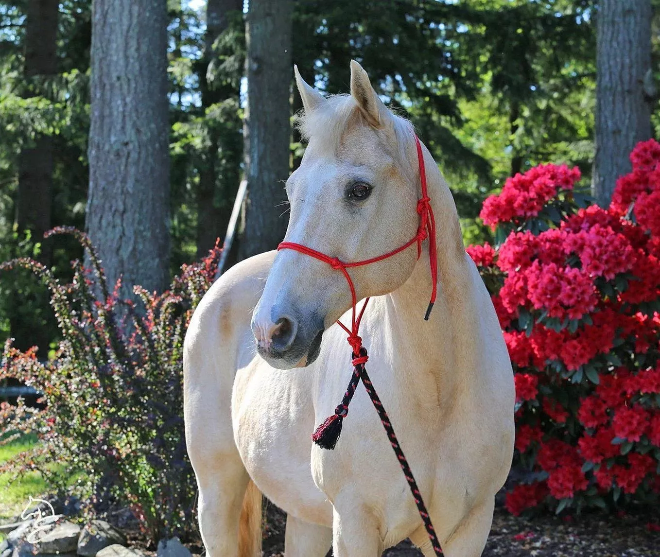 Burwash Natural Rope Halter
