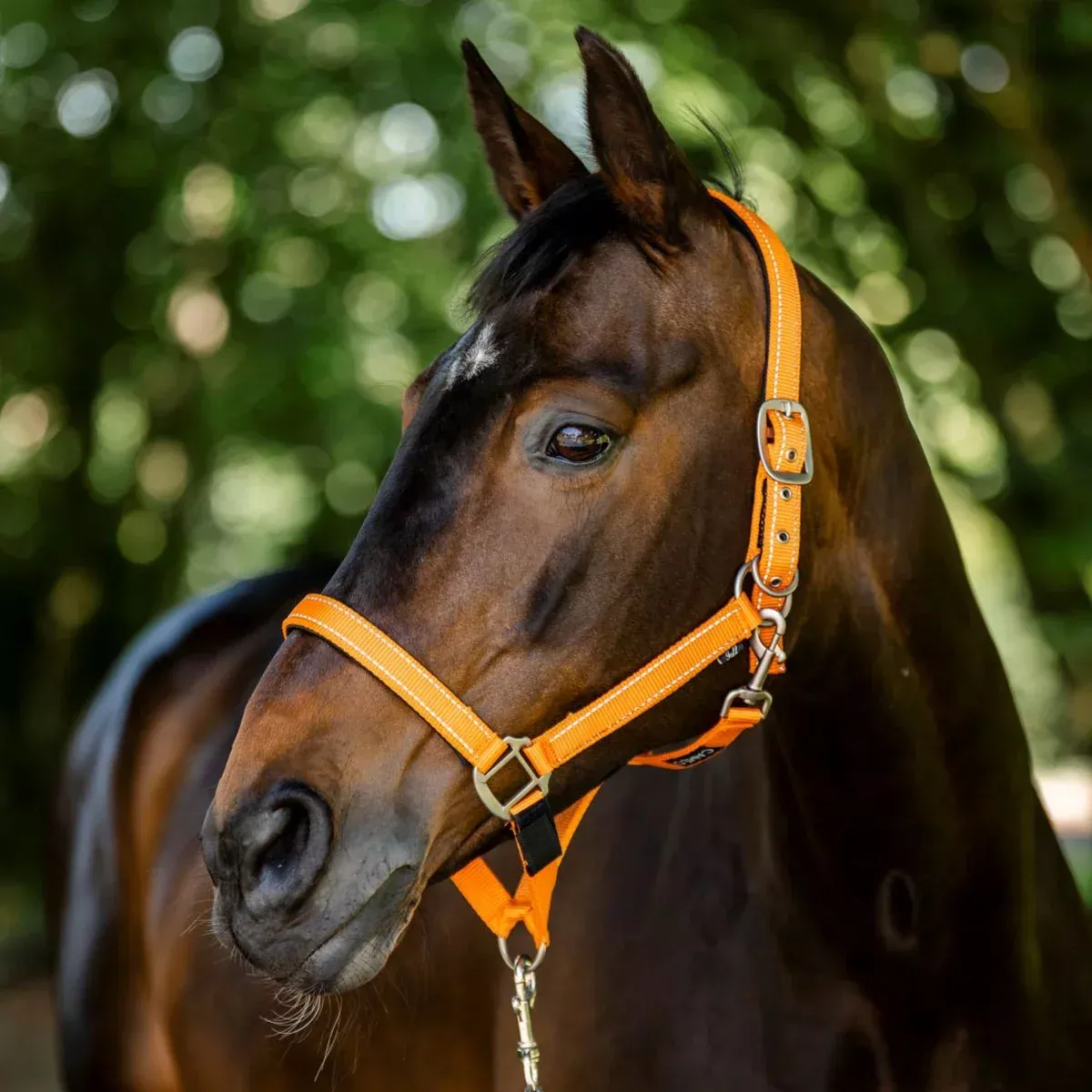 CAMEO FieldSafe Headcollar
