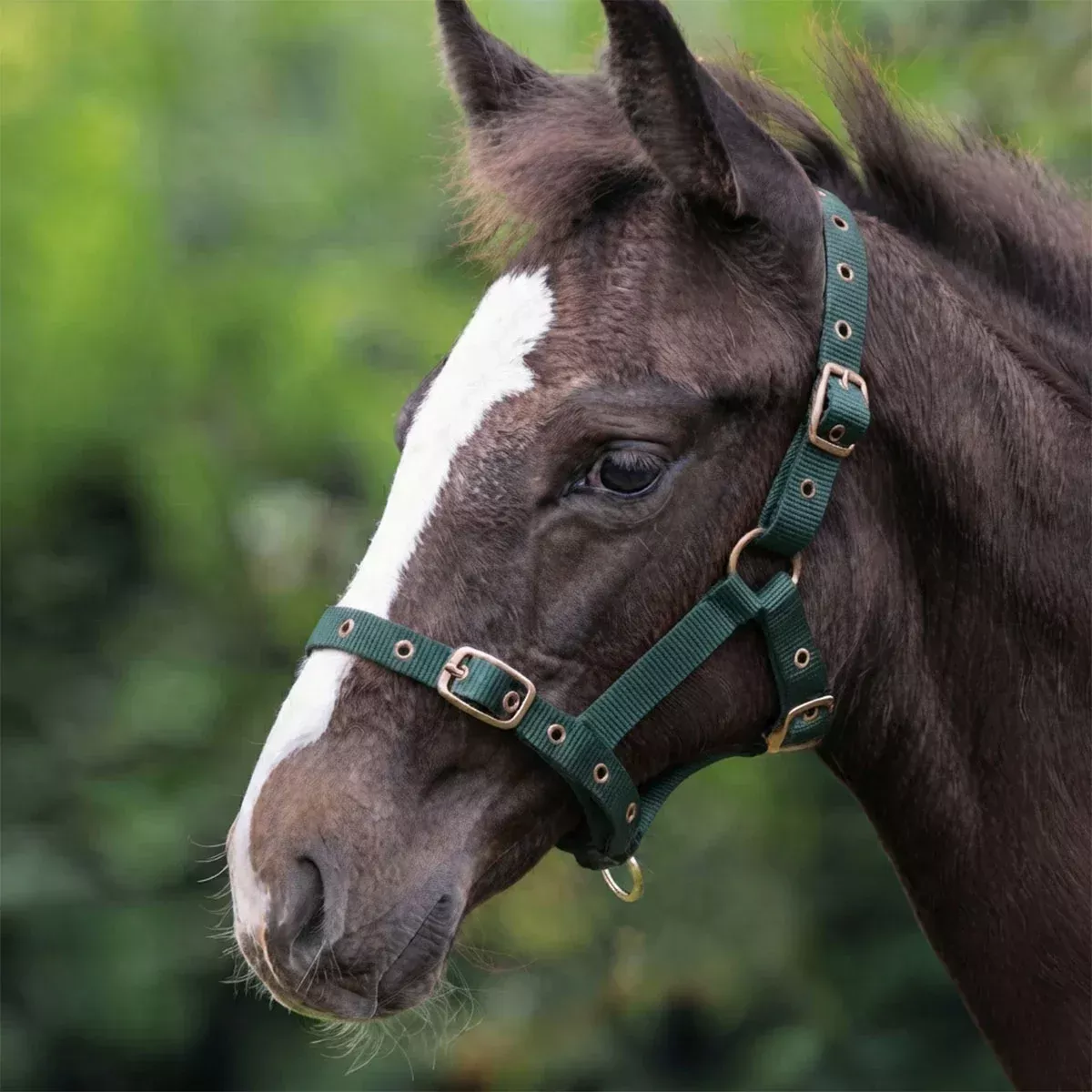 CAMEO Foal Headcollar