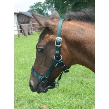 Cavalier Cushion Web Foal Halter