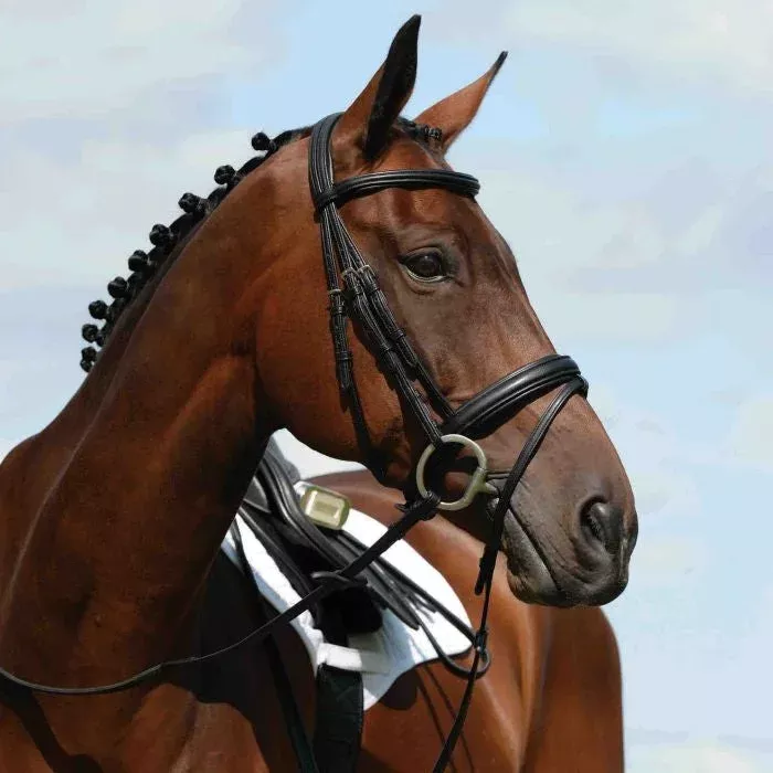 Collegiate Syntovia Padded Raised Flash Bridle