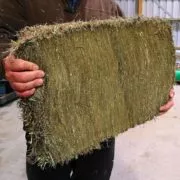 Compact Timothy Cocksfoot Hay Bale - C&C Kumeu Only