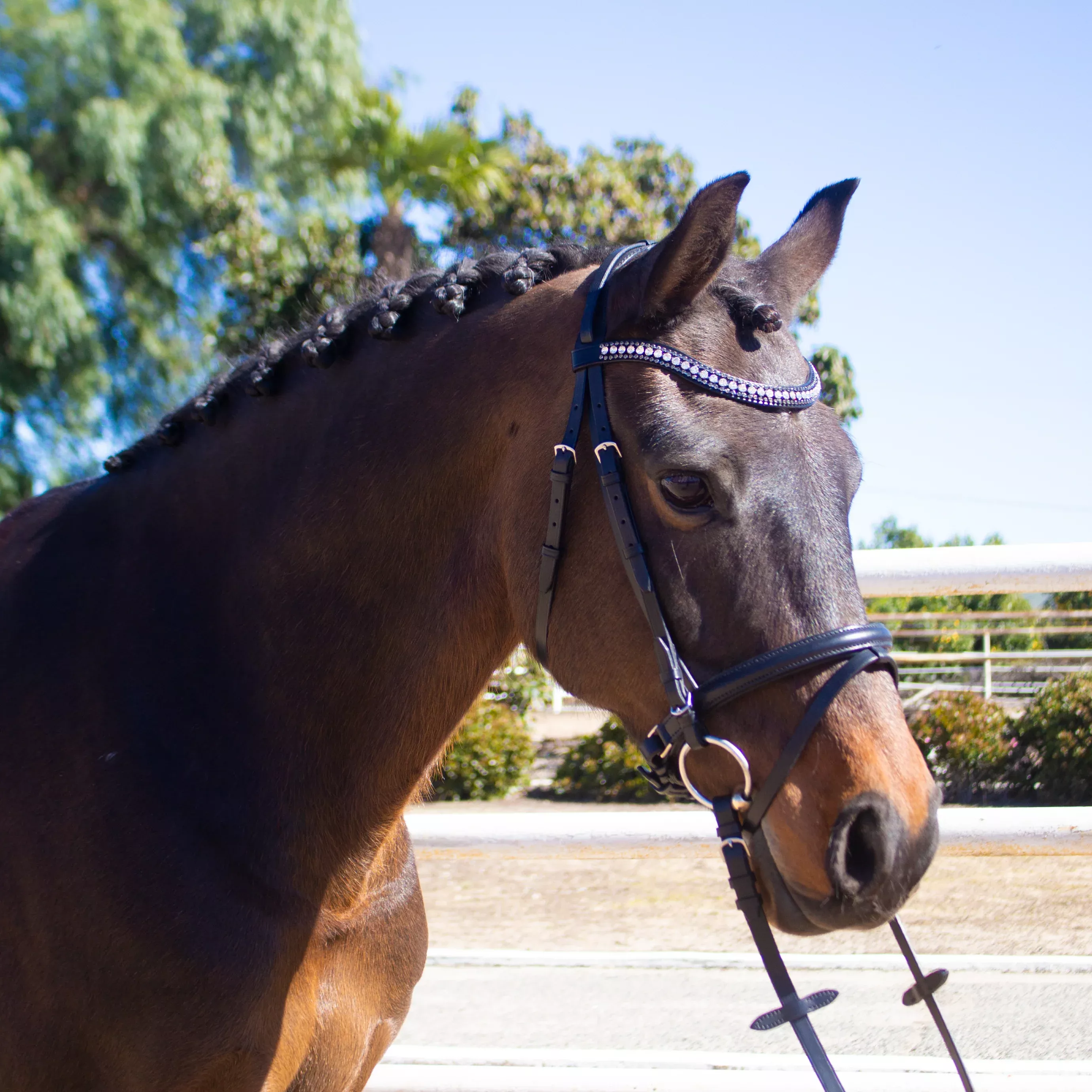 Dobert Classic Bridle Cob