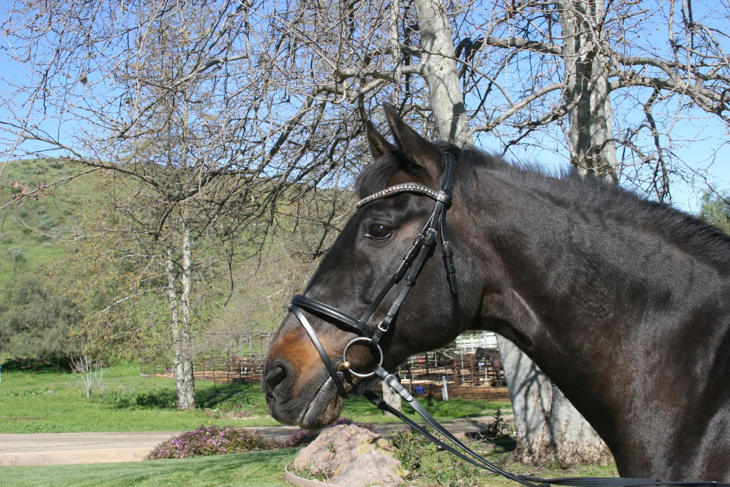 Dobert Classic Plain Snaffle Bridle Full