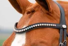 Dressage Browband White