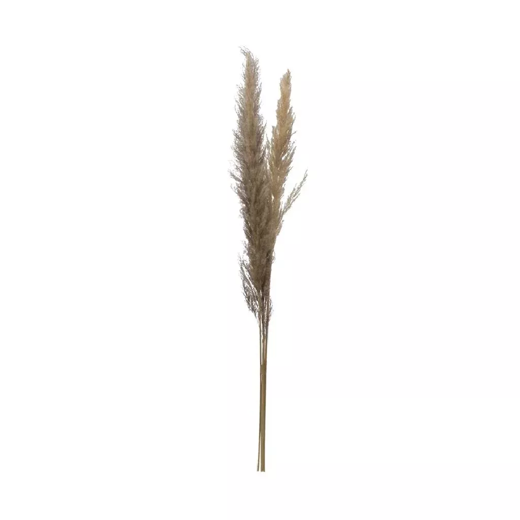 Dried Pampasgrass Bundle