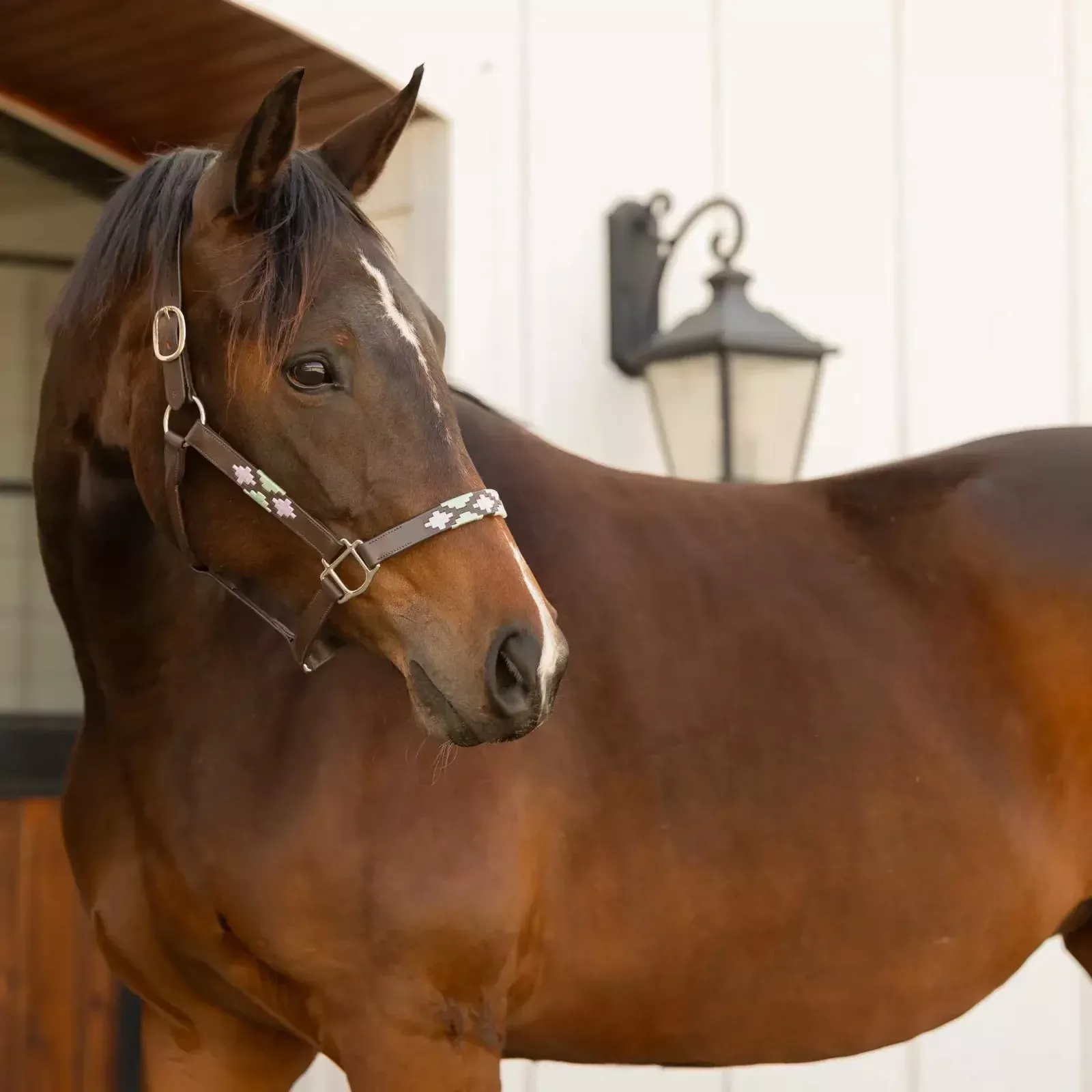Equinavia Siri Polo Leather Halter