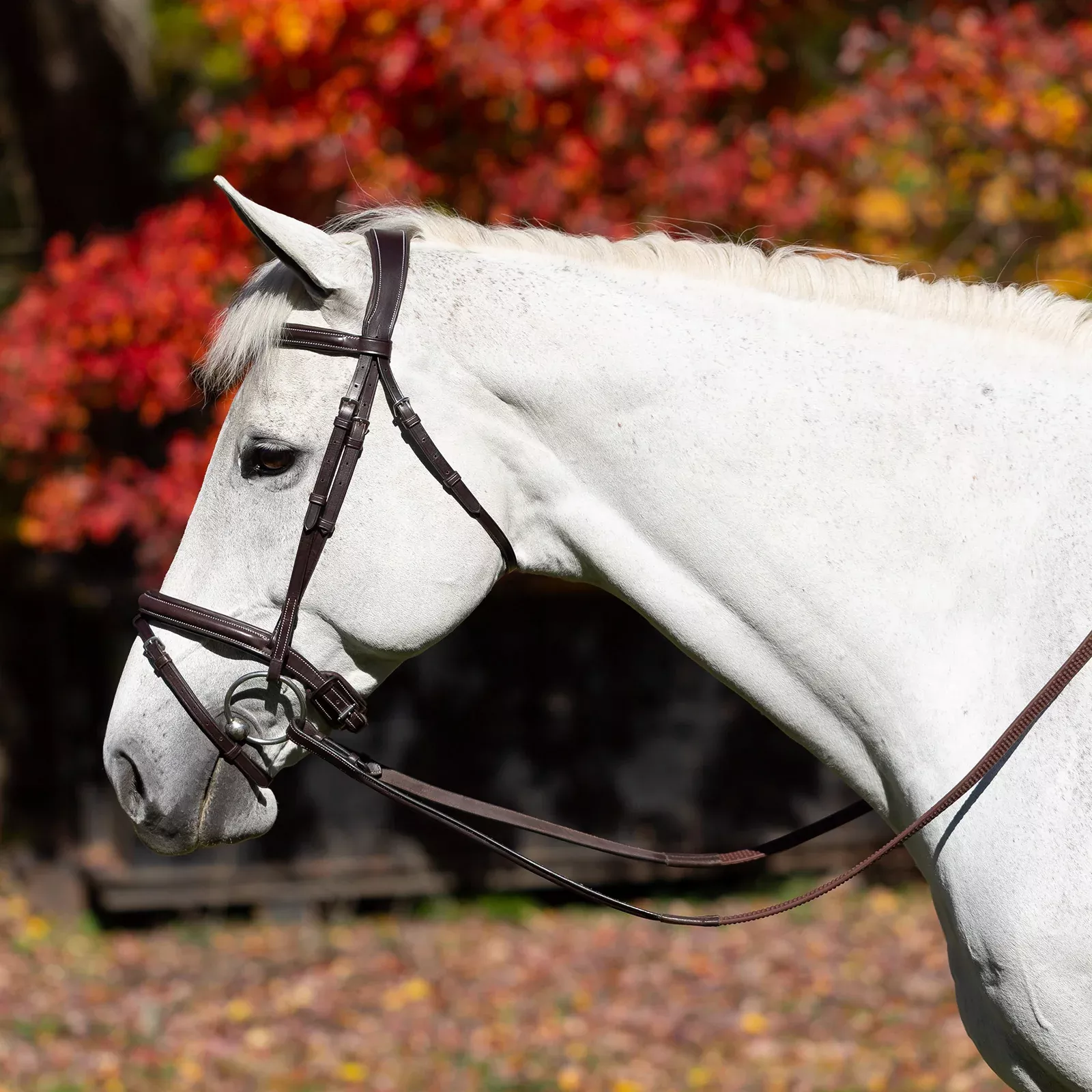 Equinavia Valkyrie Flash Bridle & Rubber Reins - Chocolate Brown