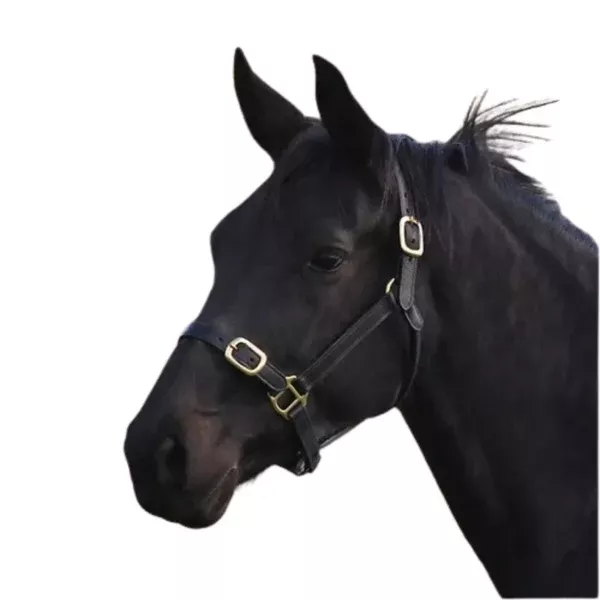 Eurohunter Leather Halter | Black