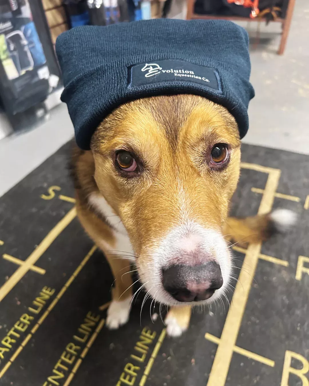 Evolution Equestrian Beanie