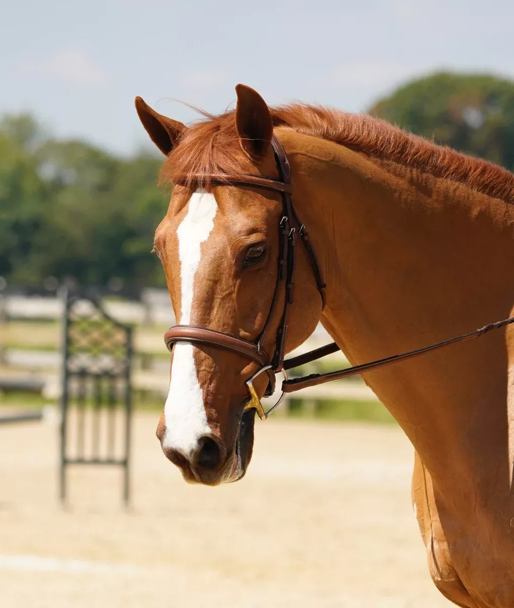 Flex Rider Elegance Hunter Snaffle Bridle