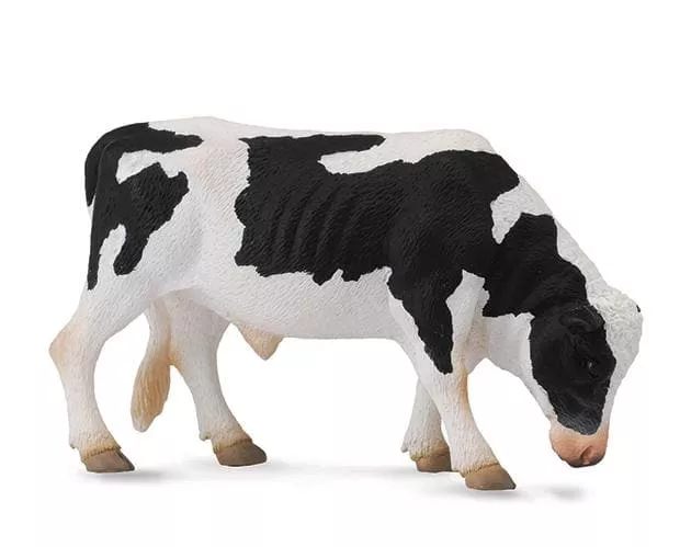 Friesian Bull