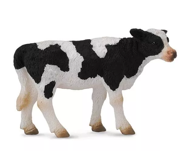 Friesian Calf