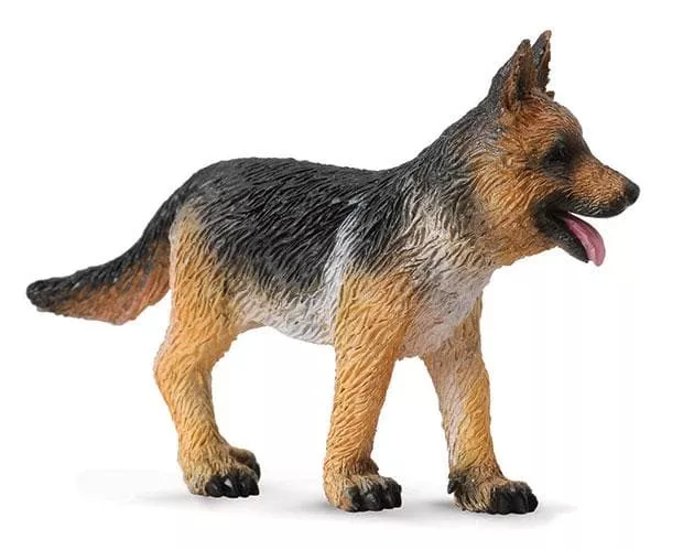 German Shepherd Puppy
