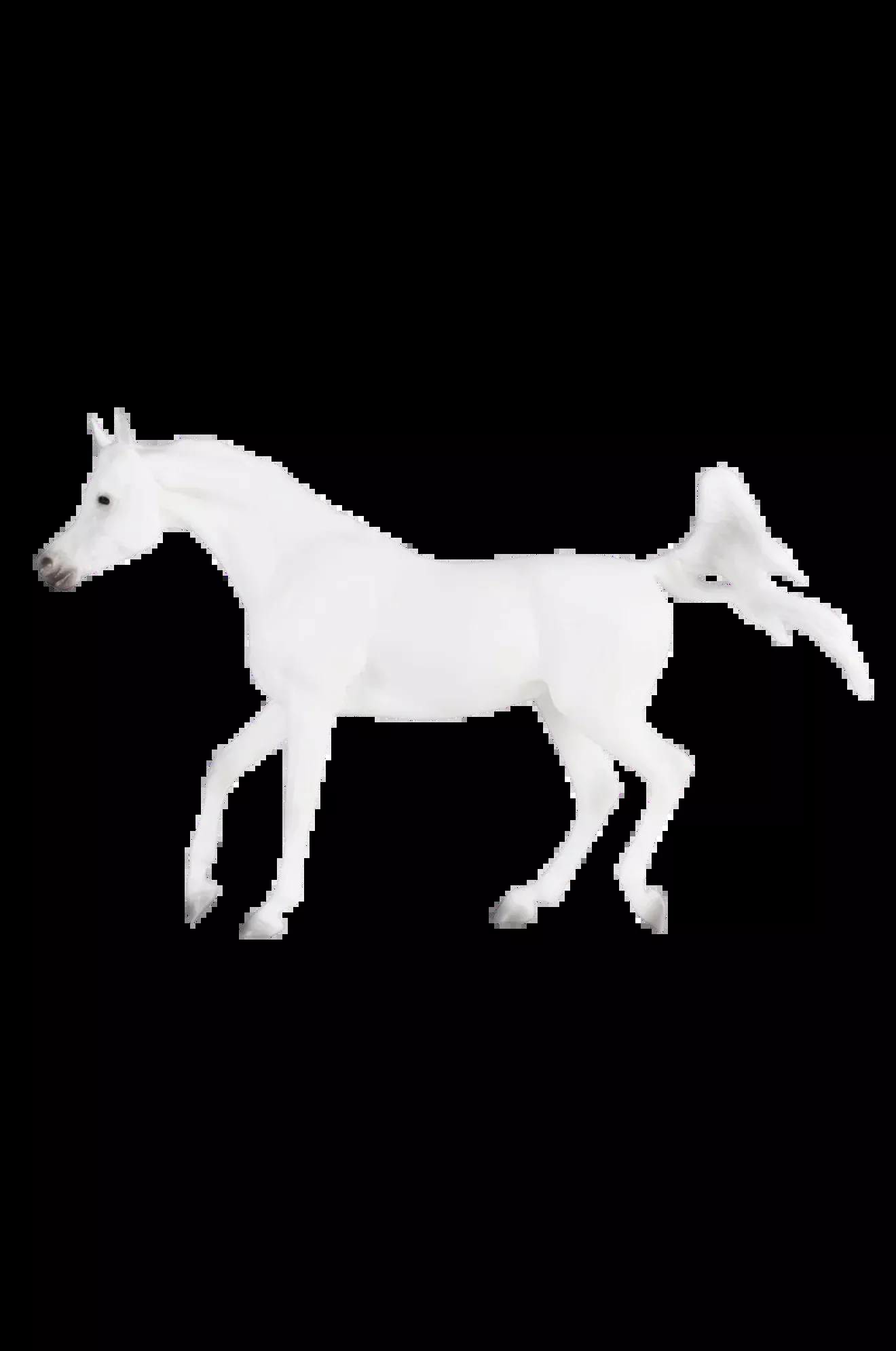 Grey Arabian