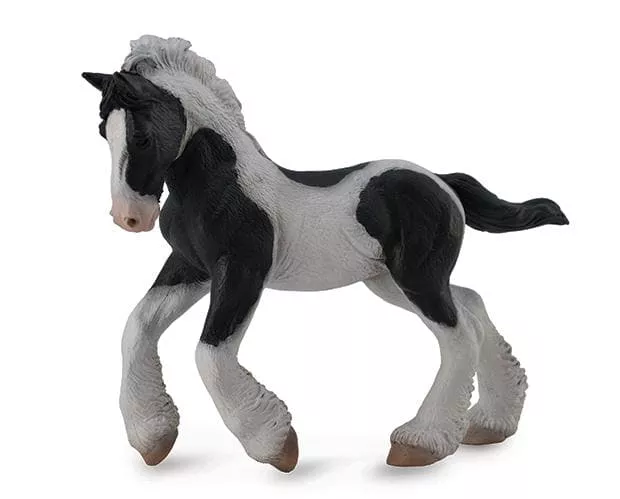 Gypsy Vanner Foal | Black & White Piebald