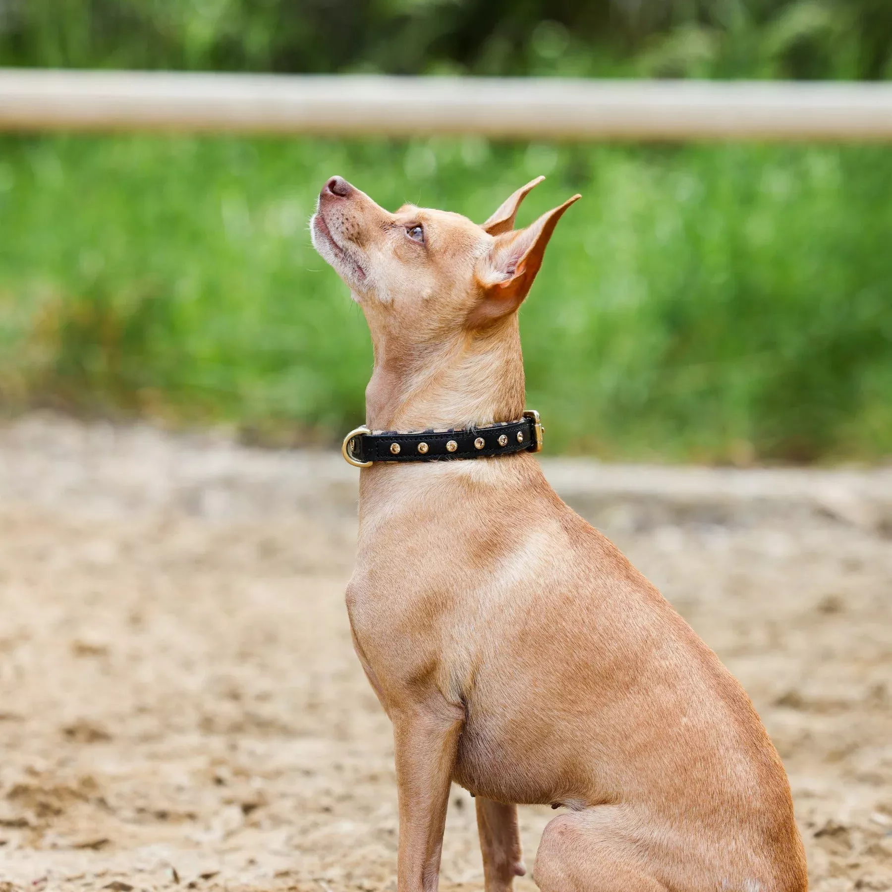 Halter Ego Black Leather Safari Dog Collar