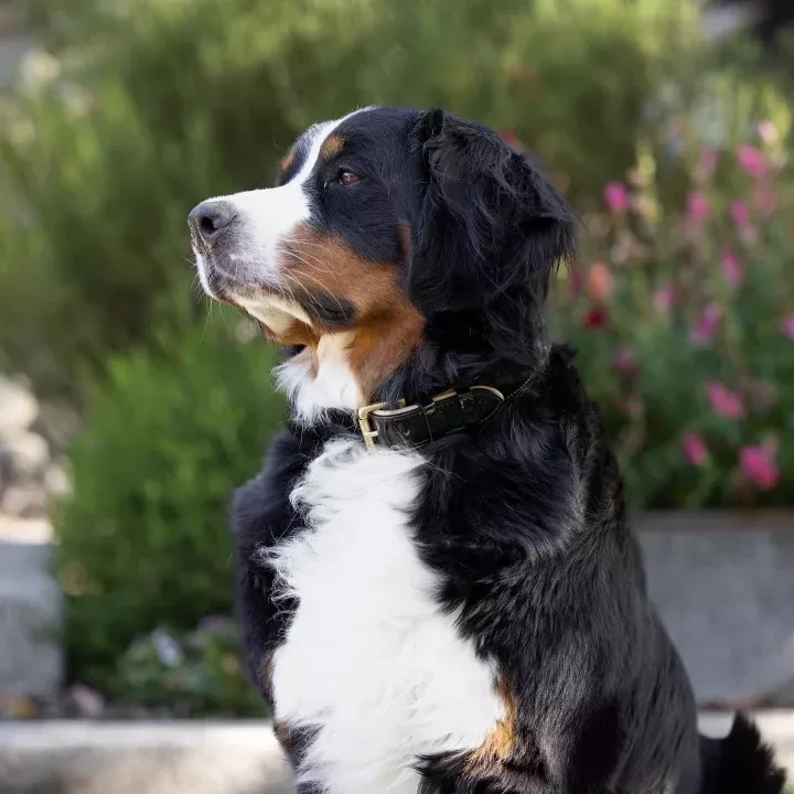 Halter Ego Black Patent Thea Dog Collar