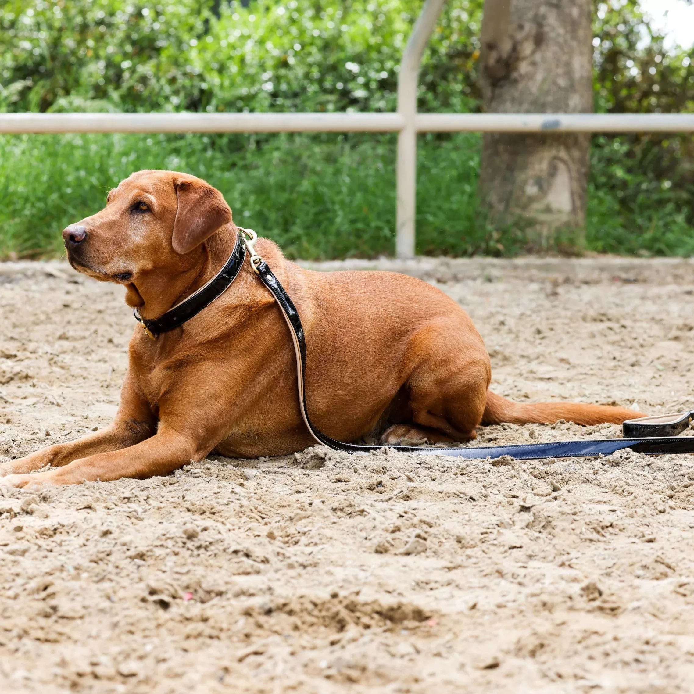 Halter Ego Black Patent Thea Dog Leash