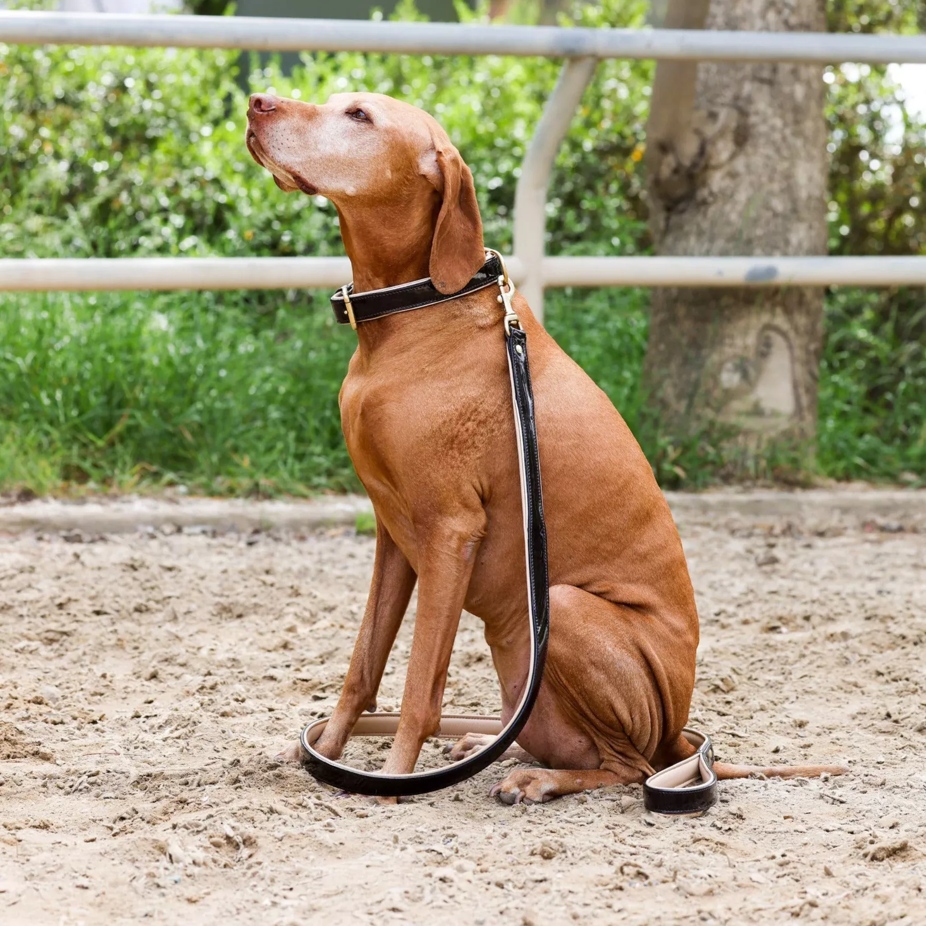 Halter Ego Brown Patent Florence Dog Leash