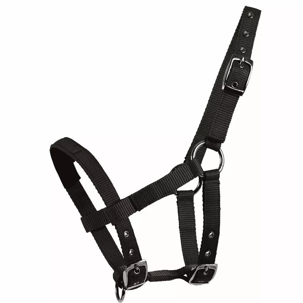 Halter for Mini Shetties