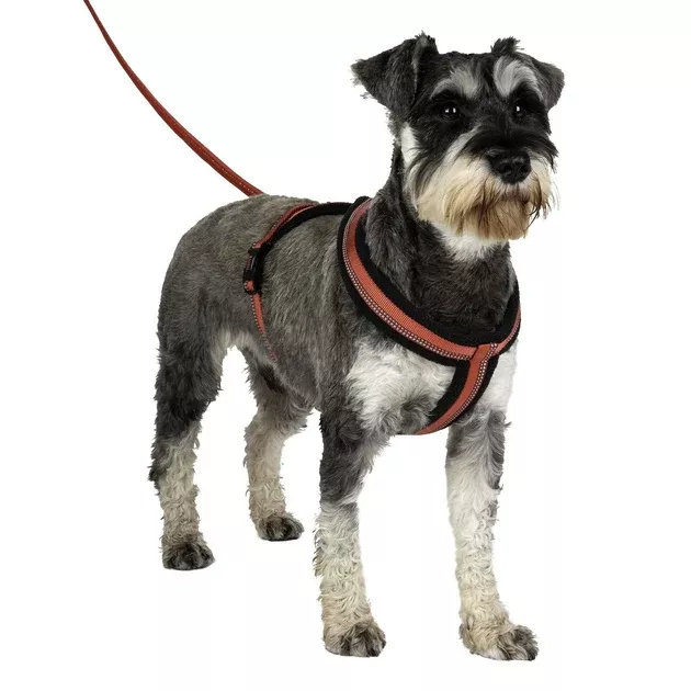 Halti Comfy Dog Harness