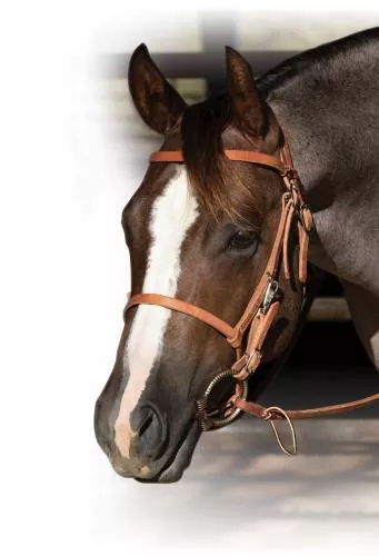 * Harness Leather Trail Combo Bridle