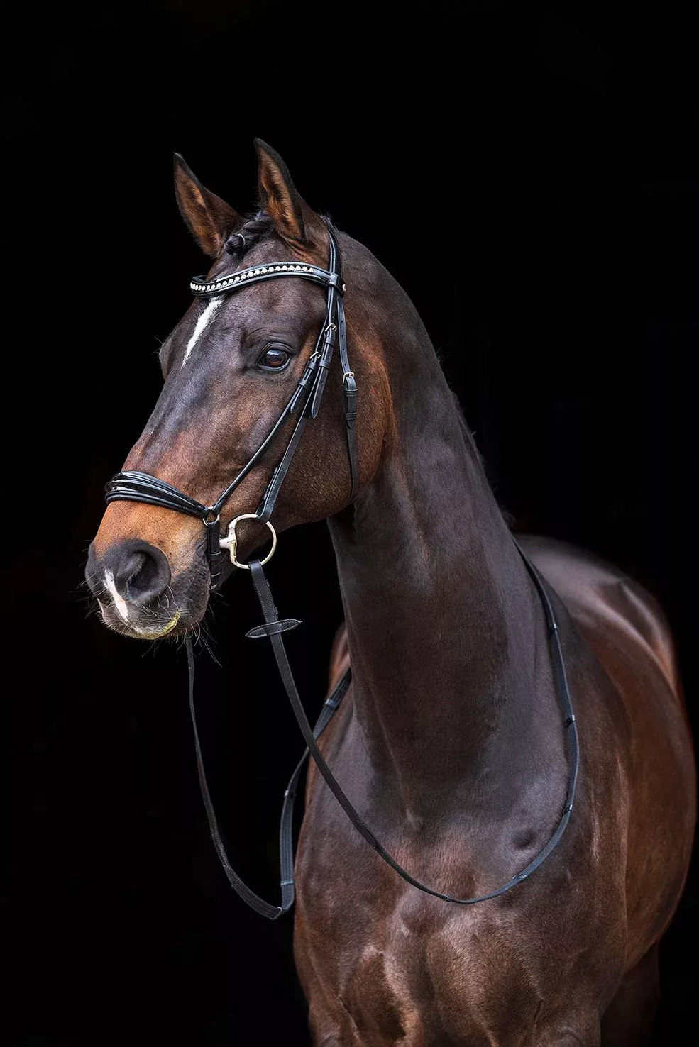 HKM Carolin Drop Noseband Bridle-Cob