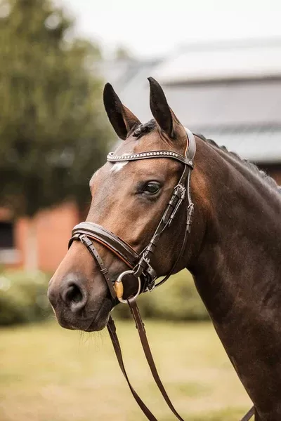 Horze Princeton Anatomic Bridle- Brown