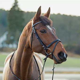 Horze Weston Bridle Shetland