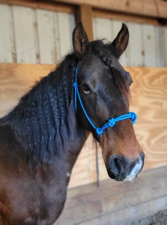 KG Foundation Rope Halter - 4 Knot