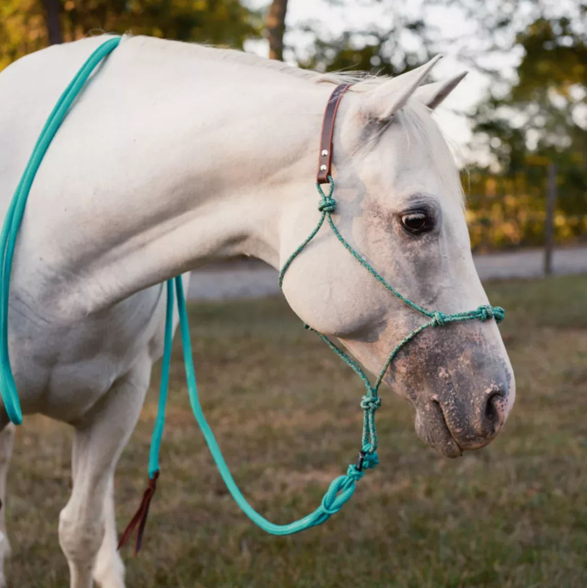 KG Quick Release Stiff 4-Knot Hybrid Halters No reviews