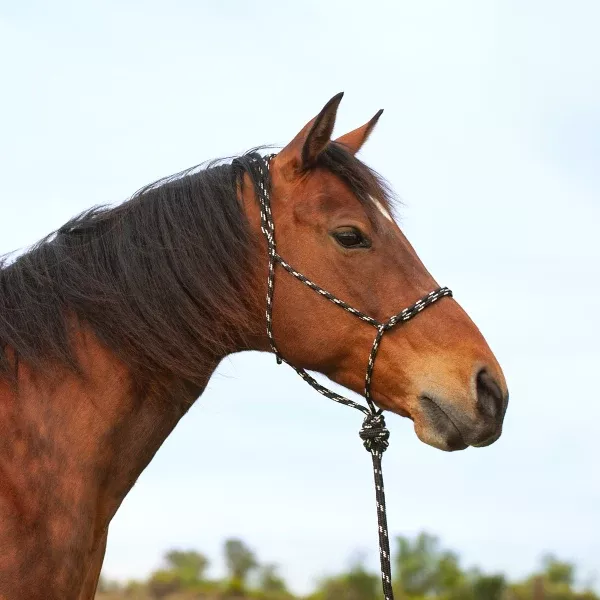 KNOTLESS HALTER AND LEAD ROPE