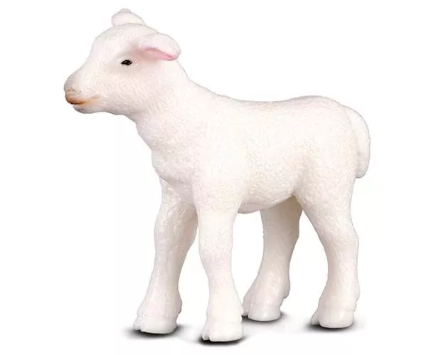 Lamb