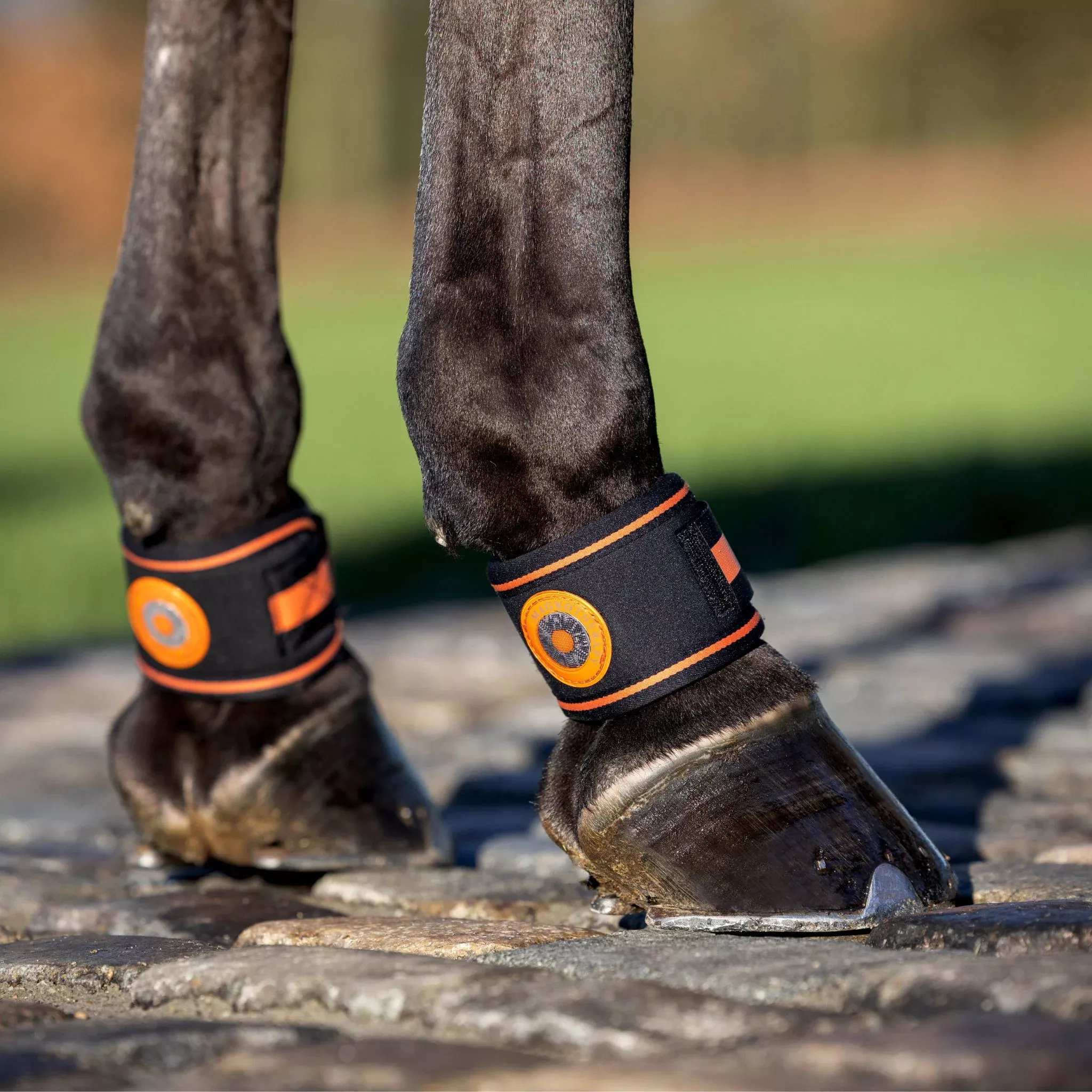 LeMieux Magno Pastern Wraps