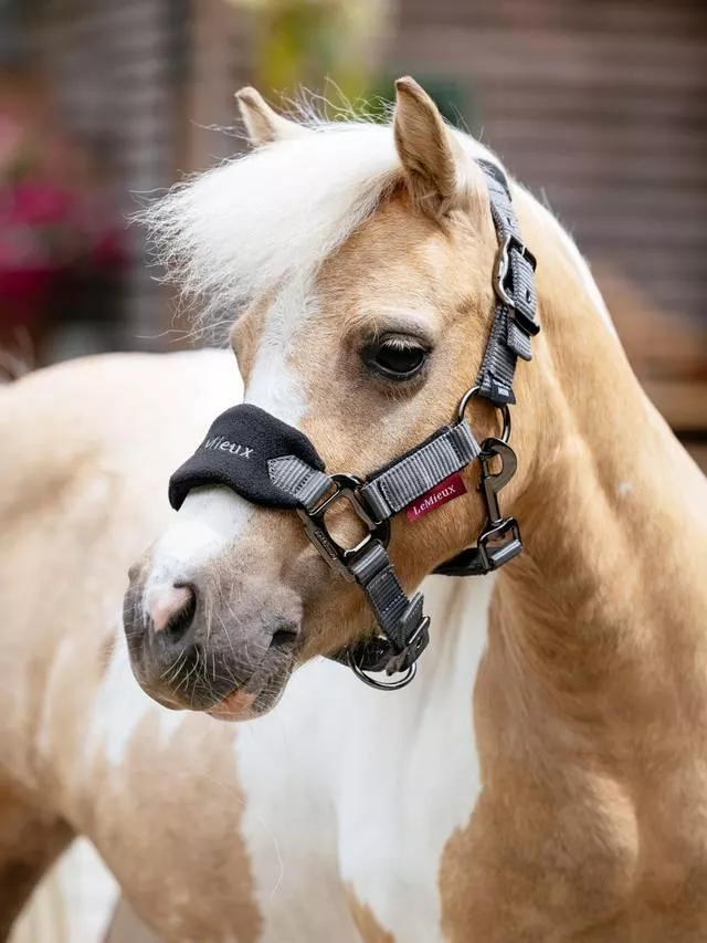 LeMieux Mini Vogue Black Halter and Leadrope